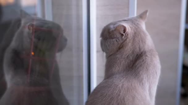 Smutny szary brytyjski kot siedzący na parapecie, odbity w oknie — Wideo stockowe