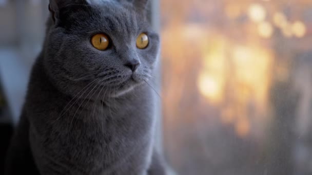 Sad Gray British Home Cat Senta-se no peitoril da janela, assistindo ao pôr do sol. Close-up. Devagar. — Vídeo de Stock