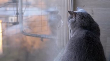 Üzgün Gri İngiliz Ev Kedisi Pencere Kenarına Oturur, Pencereye Yansıtır