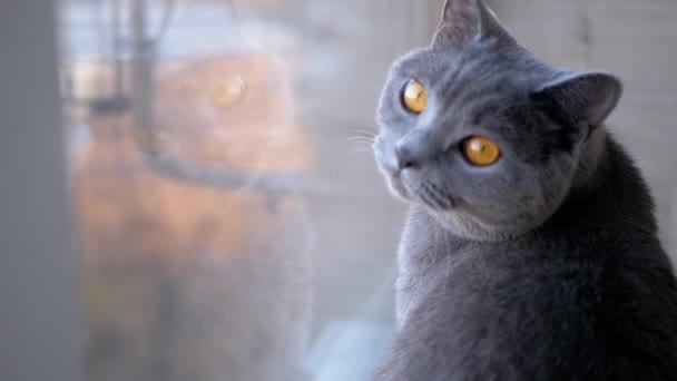 Triste gato casero británico gris se sienta en el alféizar de la ventana, reflejado en la ventana — Vídeo de stock