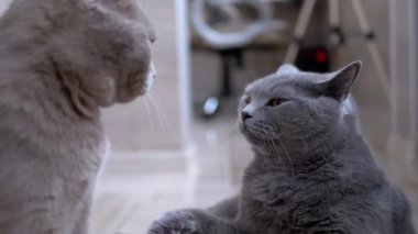 İki İngiliz Gri Kedisi saldırıya hazırlanıyor. Uyarı Davranışı. Tehditkar Bakış.
