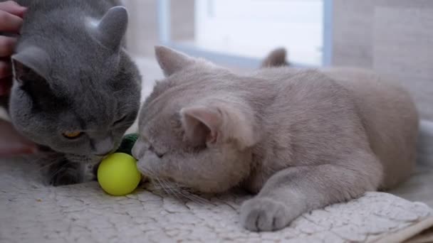 Twee mooie grijze Britse katten Lick Ball op tapijt met tong. Actieve huisdieren. — Stockvideo