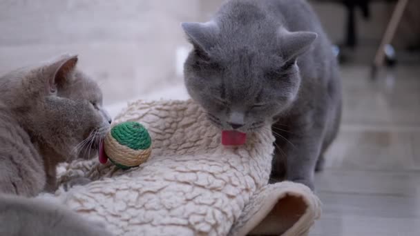 Dos hermosos gatos británicos grises lamen la bola en la alfombra con lengua. Animales domésticos activos. — Vídeos de Stock