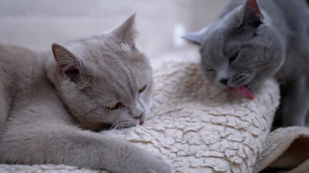 Dos hermosos gatos británicos grises lamen alfombra blanca de lana con lengua. Home Mascotas — Vídeo de stock