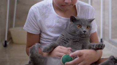 Yerde oturan çocuk, gri İngiliz kedisine sarılıyor, top oynuyor. Hayvanlara Sevgiler