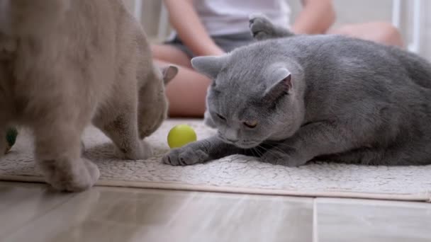 Zwei schöne graue britische Katze spielt mit einem Ball auf dem Boden. Verspieltes, aktives Haustier — Stockvideo