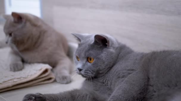 Портрет двох британських чистокровних сірих котів, лежачих на підлозі — стокове відео