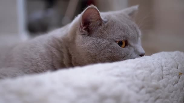 Portrait de chat domestique gris pur-sang britannique regardant sous les couvertures — Video