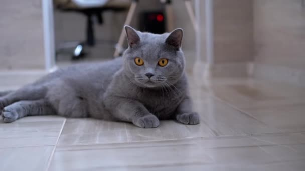 Портрет британского чистокровного серого домашнего кота с большими глазами, лежащего на полу — стоковое видео