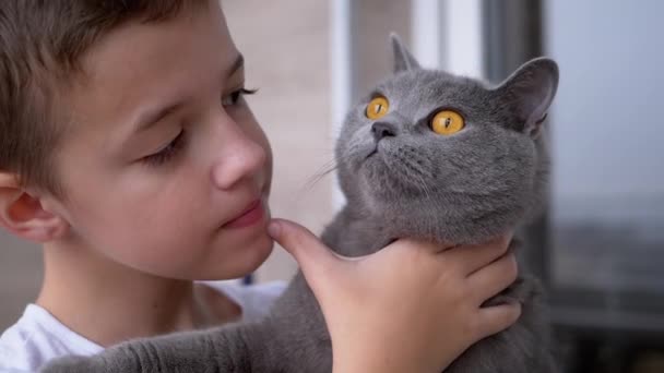 Счастливый мальчик обнимает серую британскую домашнюю кошку с большими глазами, любовь к домашним животным — стоковое видео