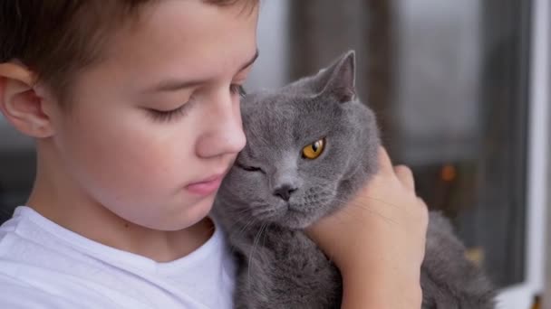 Happy Boy przytula ciasno, pocałunki szary brytyjski dom kot z dużymi oczami, miłość do zwierząt domowych — Wideo stockowe