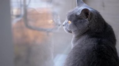 Üzgün Gri İngiliz Ev Kedisi Pencere Kenarına Oturur, Pencereye Yansıtır