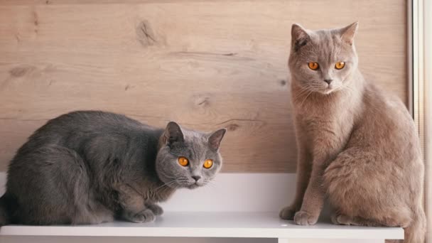 Twee Britse Gray Home Cats zittend op tafel, kijkend naar Beweging van Voorwerp. Sluiten — Stockvideo