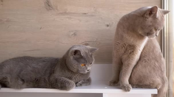 Twee Britse Gray Home Cats zittend op tafel, kijkend naar Beweging van Voorwerp. Sluiten — Stockvideo