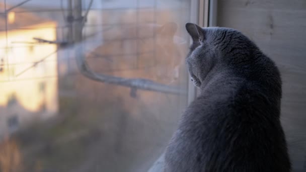 Smutná šedá britská domácí kočka sedí na parapetu, odráží se v okně — Stock video