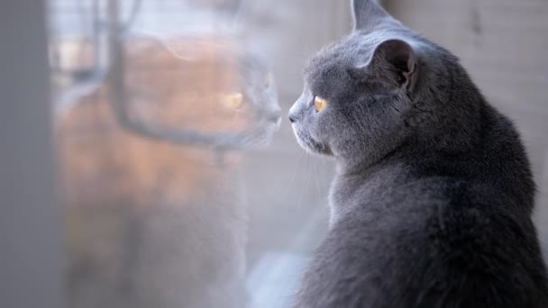 Smutny szary brytyjski kot siedzący na parapecie, odbity w oknie — Wideo stockowe