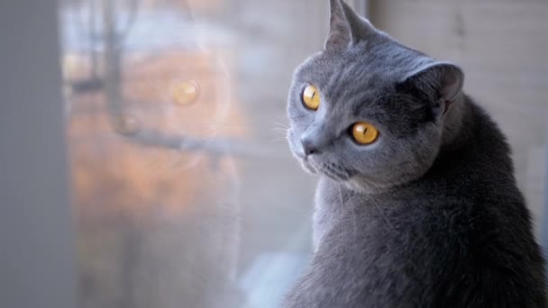 Triste cinza britânico Home Cat Senta-se no peitoril da janela, refletido na janela — Vídeo de Stock