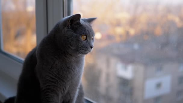 Грустный серый британский домашний кот сидит на подоконнике, наблюдая за закатом. Крупный план. Slow-mo — стоковое видео