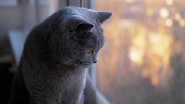 Sad Gray British Home Cat Sits on Windowsill, Watching Sunset (англійською). Зблизька. Повільно-тихо — стокове відео