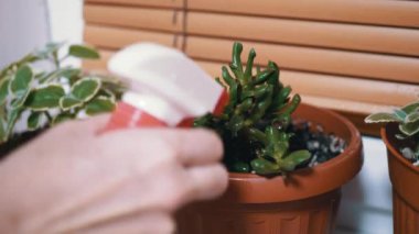 Pencere kenarındaki çömlekte çiçek bitkisinin yeşil yapraklarını spreyleyen kadın elleri