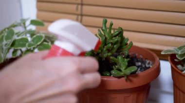 Pencere kenarındaki çömlekte çiçek bitkisinin yeşil yapraklarını spreyleyen kadın elleri