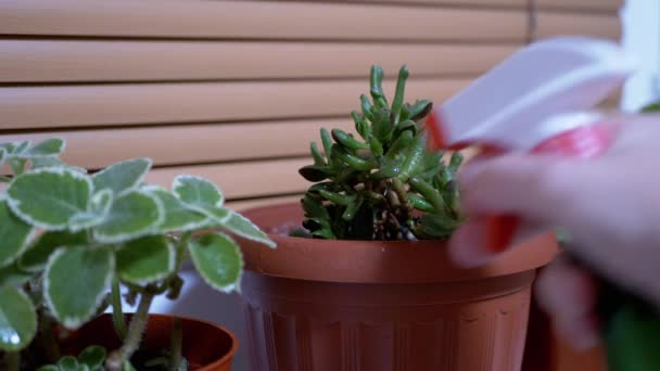 Mãos femininas pulverizando folhas verdes da planta da flor no potenciômetro no peitoril da janela em casa — Vídeo de Stock