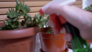 Pencere kenarındaki çömlekte çiçek bitkisinin yeşil yapraklarını spreyleyen kadın elleri