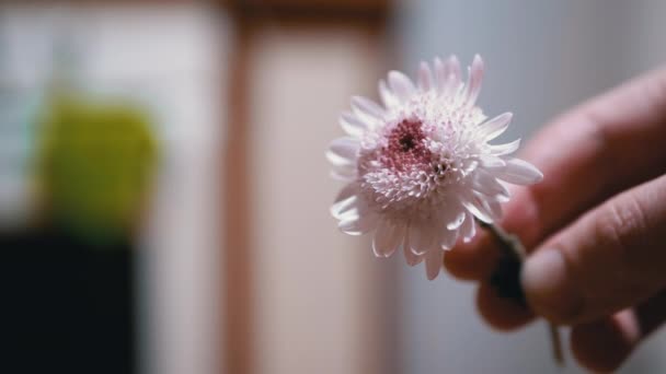 Мужские пальцы поворачивают белый хризантем цветок. Нежные лепестки крупным планом — стоковое видео