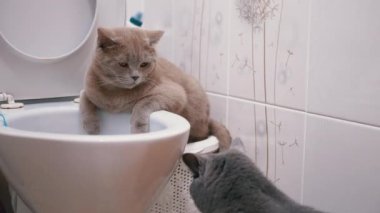 İki İngiliz Kedisi Tuvaleti Keşfediyor. Bir Kedi Tuvalette Oturuyor, İkinci Sırada