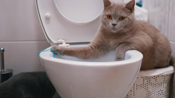 Twee Britse katten onderzoeken het toilet. Eén kat zit op het toilet, tweede volgende — Stockvideo