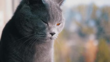 Güzel Gri Kulaklı İngiliz Kedisi Pencereden Dışarı Bakıyor