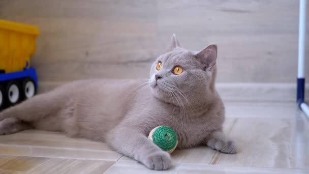 Schöne graue Britische Katze mit geraden Ohren liegt zu Hause auf dem Boden. — Stockvideo
