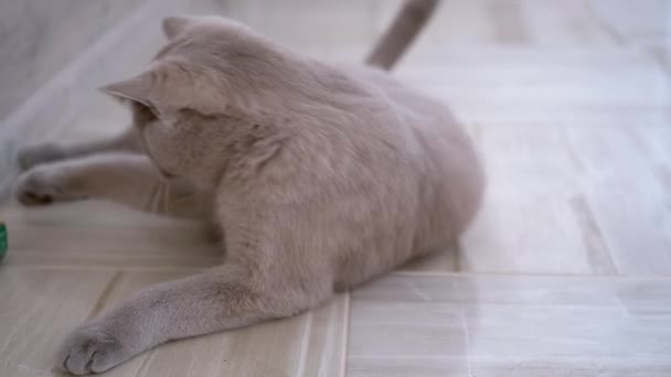Гарний сірий британський домашній кіт грати на підлозі з м'ячем. Грайливий, активний домашній улюбленець . — стокове відео