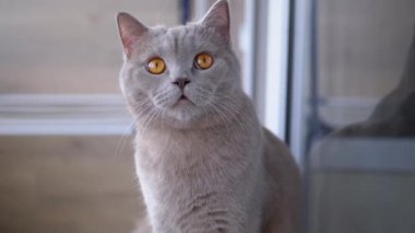 Düz Kulaklı Güzel Gri İngiliz Kedisi Evinde Yerde Oturuyor