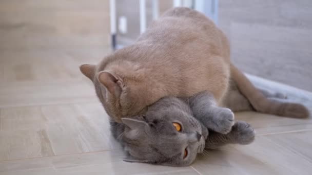 Dois gatos domésticos britânicos cinza agradável Mordida, Luta, Ataque, Jogar na Flore. Close-up — Vídeo de Stock