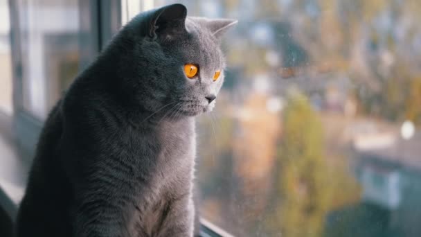 Retrato Gato britânico cinza bonito com orelhas retas está olhando para fora da janela — Vídeo de Stock