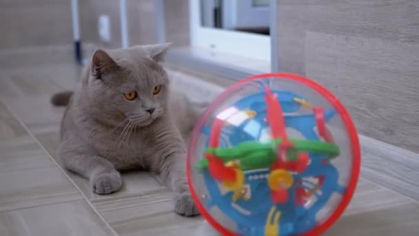 Nice Gray British Domestic Cat Jouer sur le sol avec balle. Jouant, Pet actif. — Video