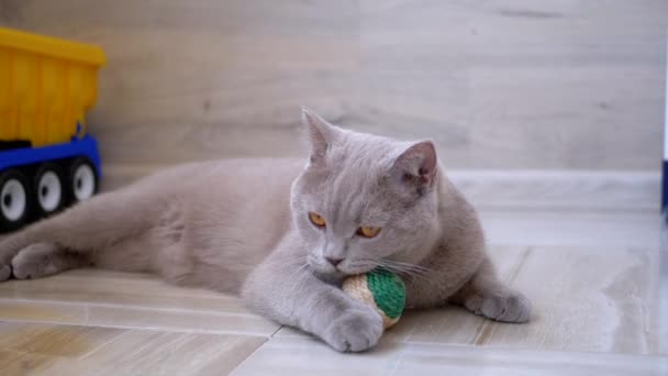 Nice Gray Britse binnenlandse kat spelen op de vloer met bal. Speels, actief huisdier. — Stockvideo