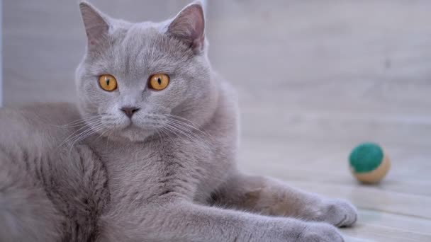 Belle chat britannique gris avec des oreilles droites repose à la maison sur le sol. — Video