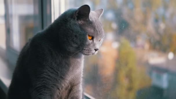 Retrato Gato britânico cinza bonito com orelhas retas está olhando para fora da janela — Vídeo de Stock