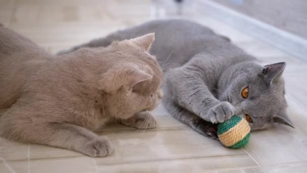 Mordedura de dos gatos domésticos británicos grises agradables, lucha, ataque, juego con la bola — Vídeos de Stock