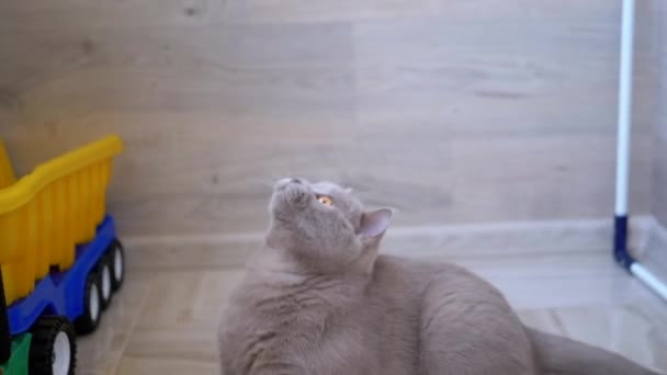 Nice Gray British Domestic Cat Play on Floor with Ball. Playful, Active Pet. — Stock Video