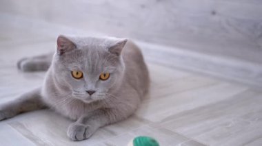 Topla Yerde Güzel Gri İngiliz Ev Kedisi Oyunu. Oyuncu, Etkin Evcil Hayvan.