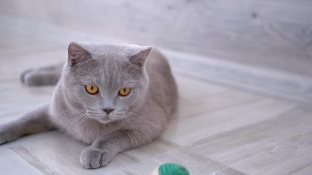 Nice Gray gato doméstico británico jugar en el suelo con pelota. Juguetón, Mascota activa. — Vídeo de stock