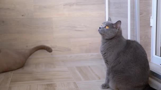 Schöne graue Britische Katze mit geraden Ohren sitzt auf dem Boden und schaut auf — Stockvideo