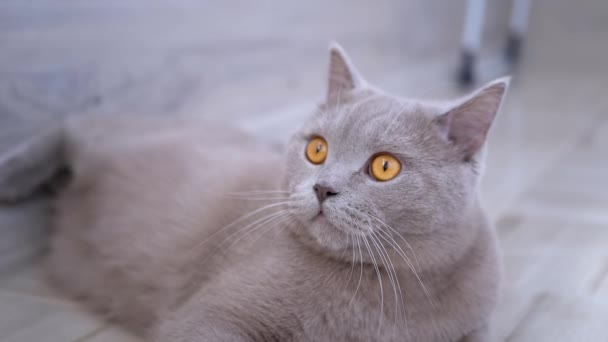 Hermoso gato británico gris con orejas rectas se encuentra en casa en el piso. — Vídeo de stock