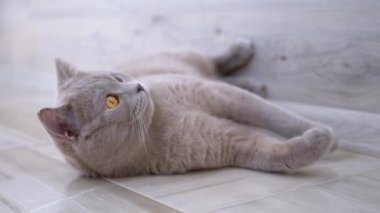 Düz Kulaklı Güzel Gri İngiliz Kedisi Yerde Yalan Söylüyor.