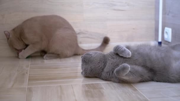 Schöne graue Britische Katze mit geraden Ohren liegt zu Hause auf dem Boden. Ruhiges Haustier. — Stockvideo