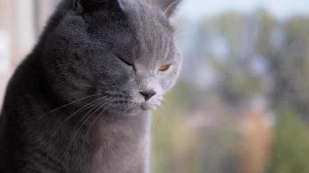 Портрет Beautiful Gray British Cat with Straight Ears is Looking Out Window — стоковое видео