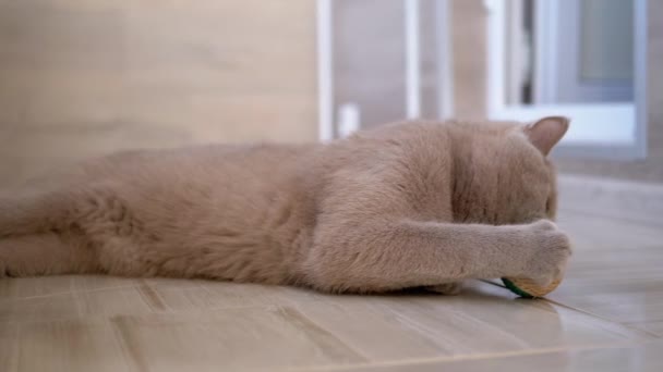 Nice Gray britânico doméstico gato jogar no chão com bola. Brincalhão, animal de estimação ativo. — Vídeo de Stock